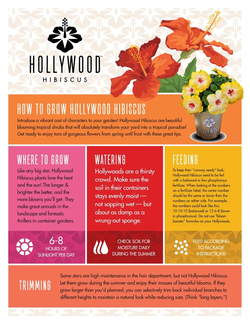 Disco Diva™ - Hollywood® Hibiscus - 1 Gallon