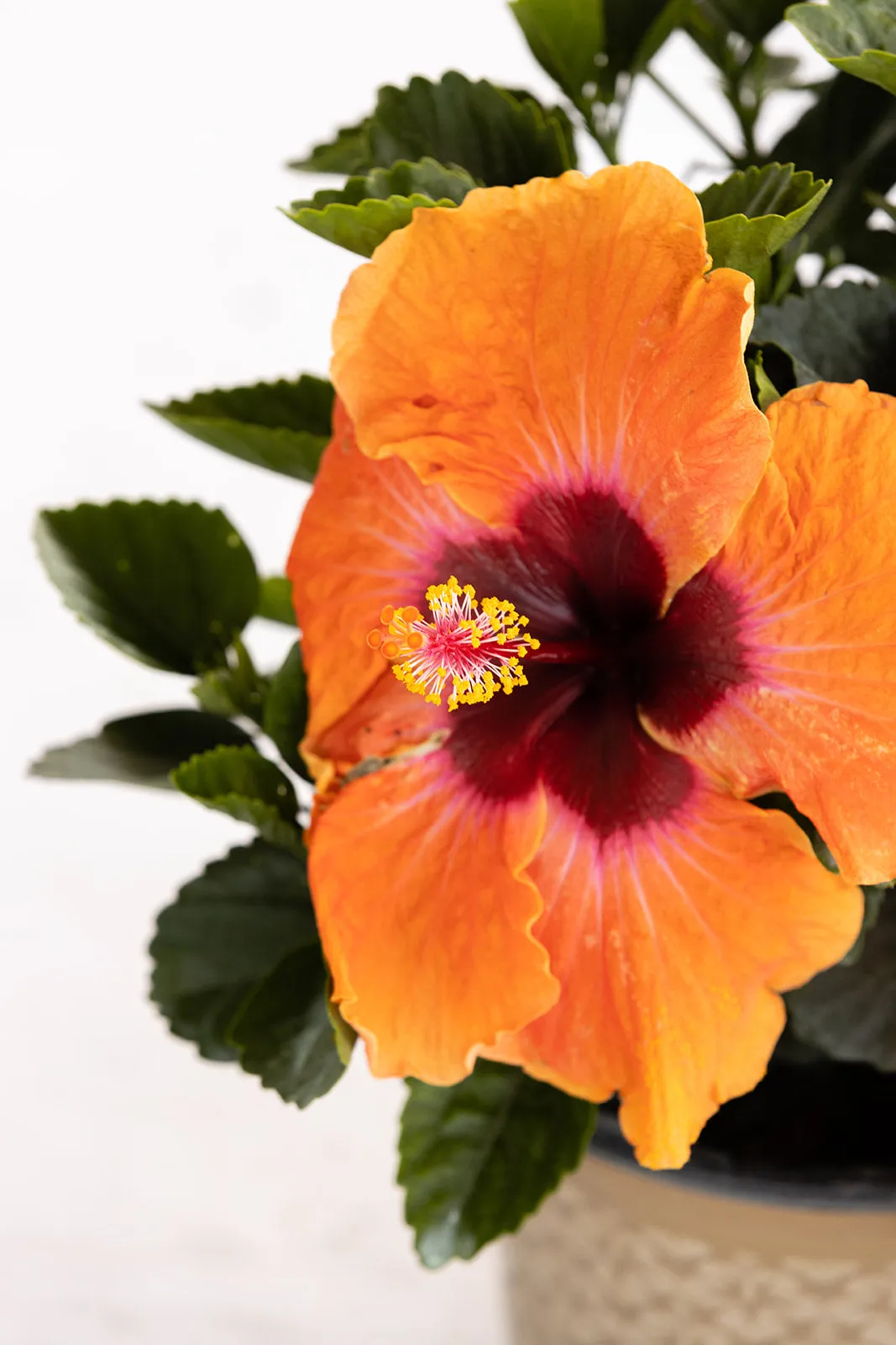 Disco Diva™ - Hollywood® Hibiscus - 1 Gallon