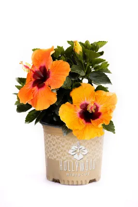 Disco Diva™ - Hollywood® Hibiscus - 1 Gallon