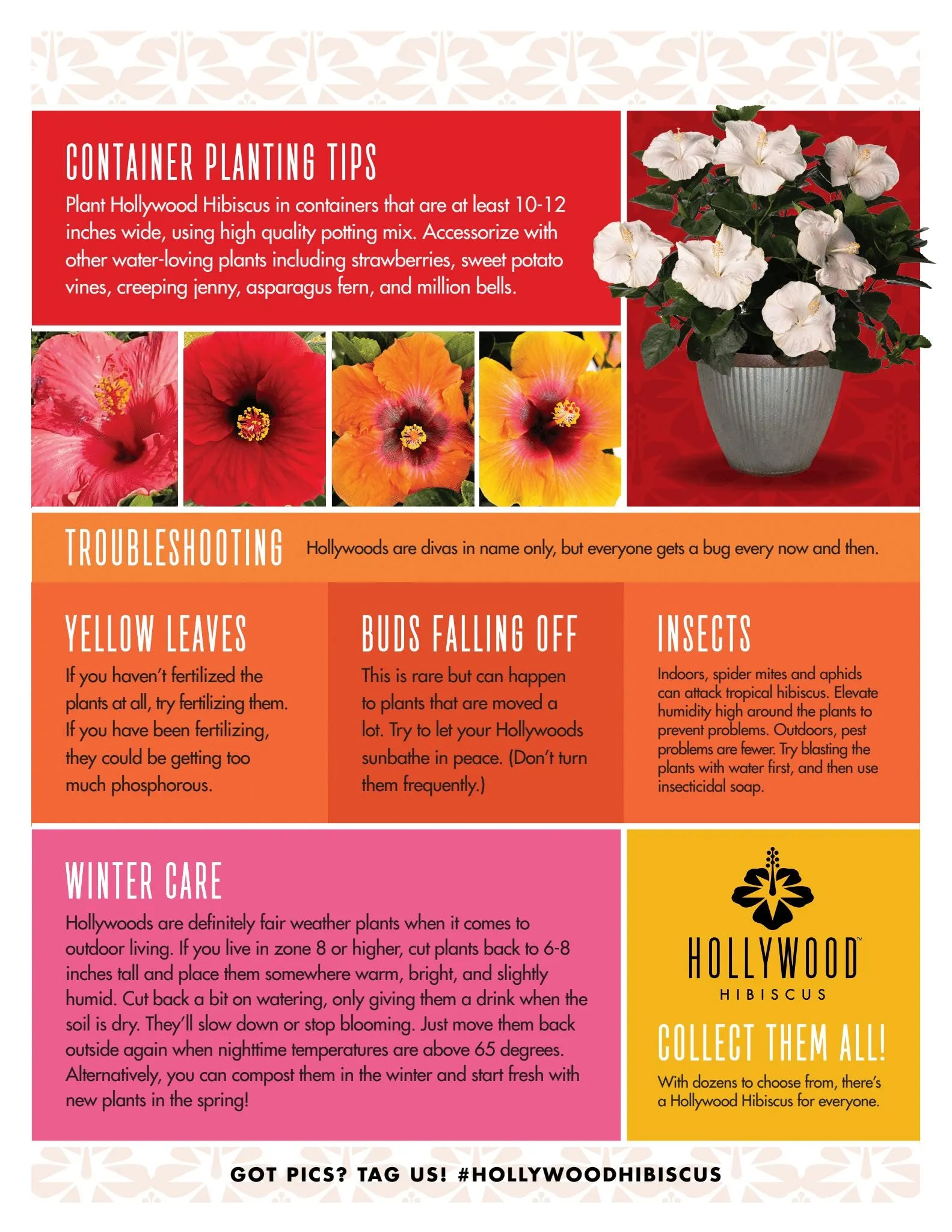 Disco Diva™ - Hollywood® Hibiscus - 1 Gallon