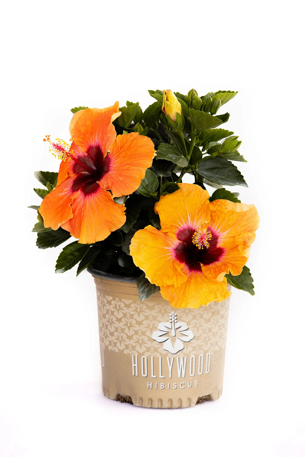 Disco Diva™ - Hollywood® Hibiscus - 1 Gallon