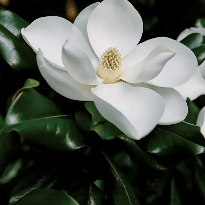 SUNNY MAGNOLIA